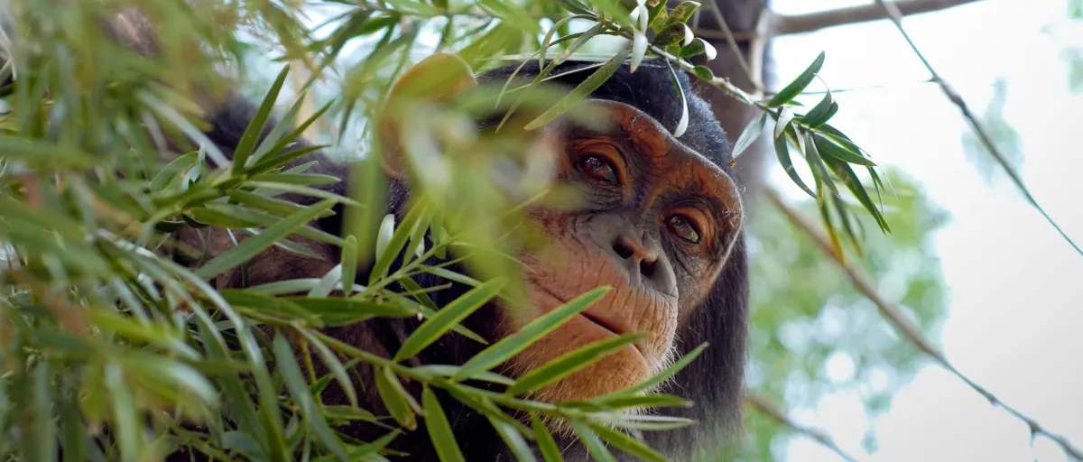 Chimpanzees live — image 2