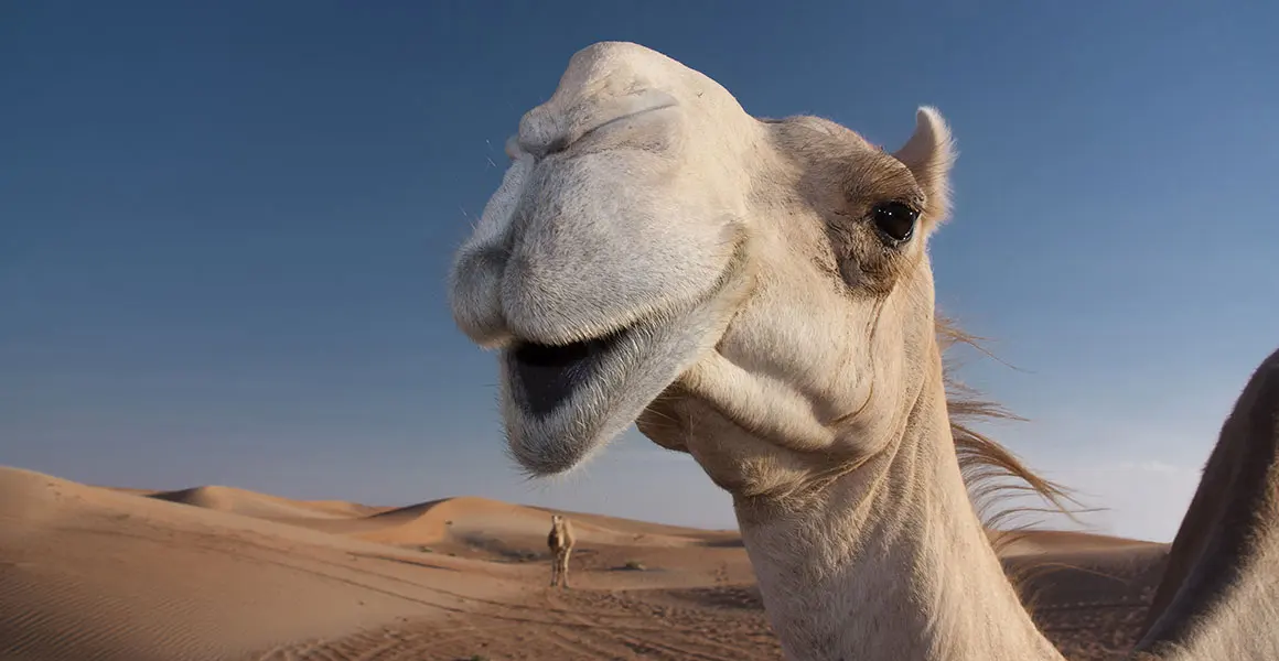 How do camels survive in deserts?