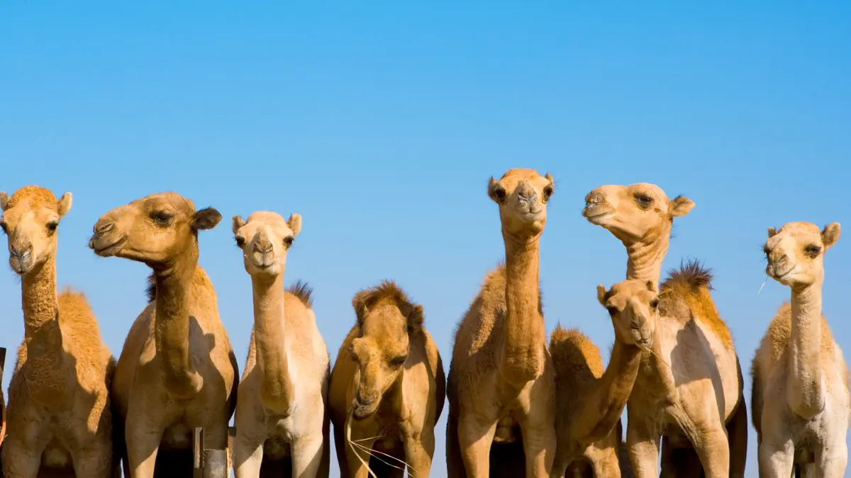 Camels live — image 2