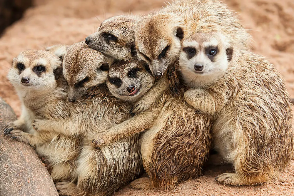 Meerkats live — image 2