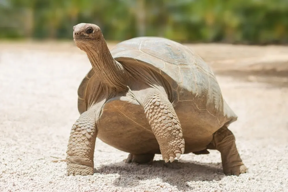 Tortoises