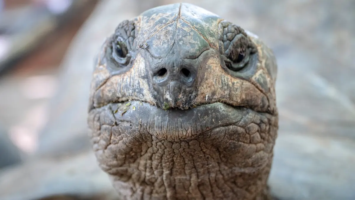 Why do tortoises live so long? It's the shell