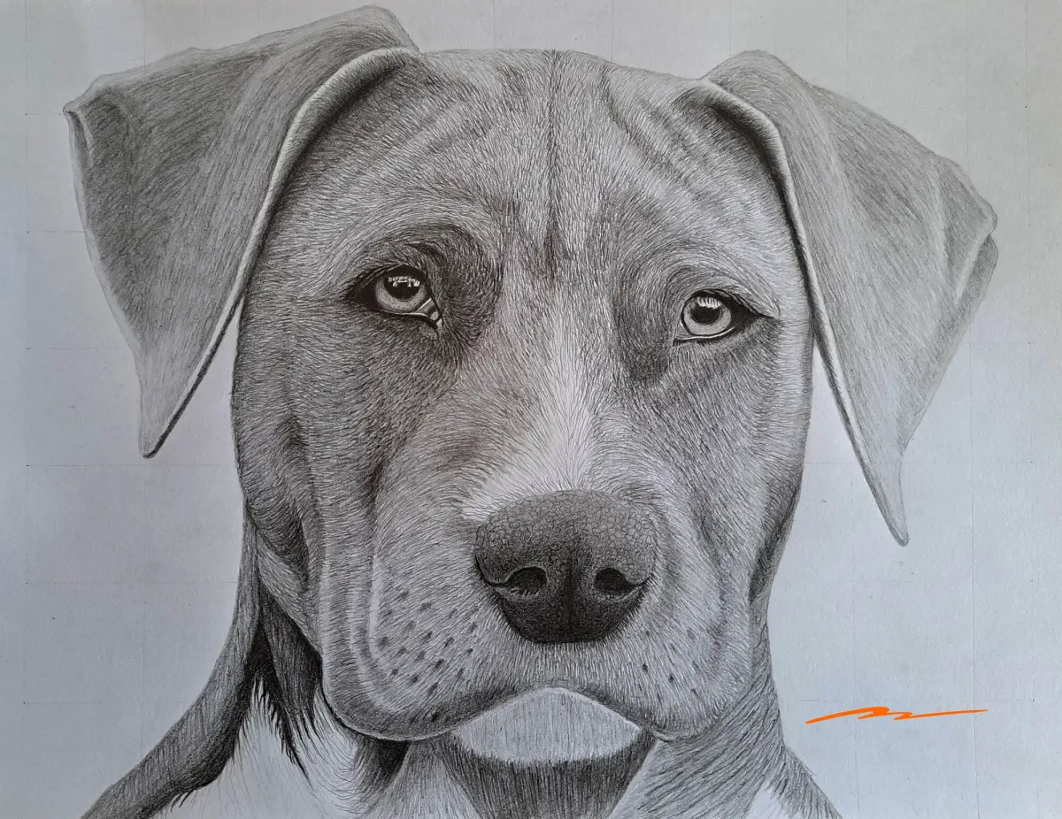 How to Draw a Dog Head (Realistic Front View)
