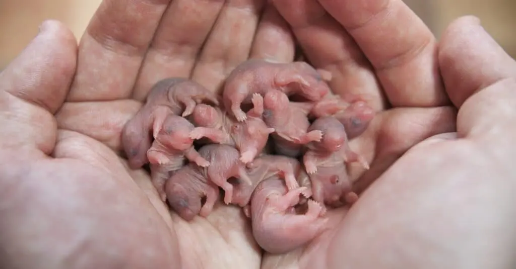 How many babies do hamsters have