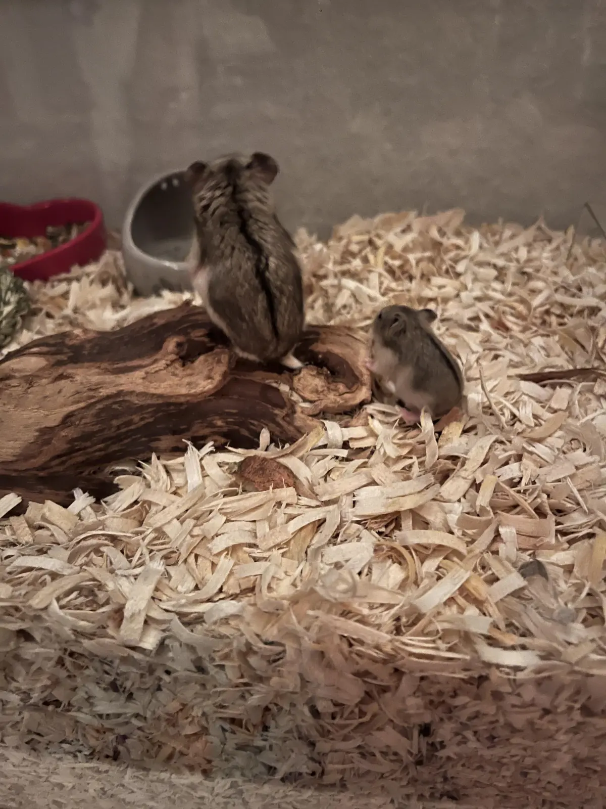 How long till I can touch baby hamsters?