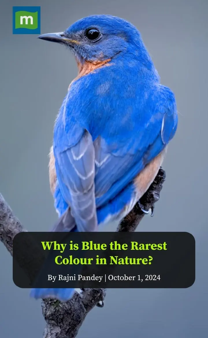 Why is Blue the Rarest Color in Nature?