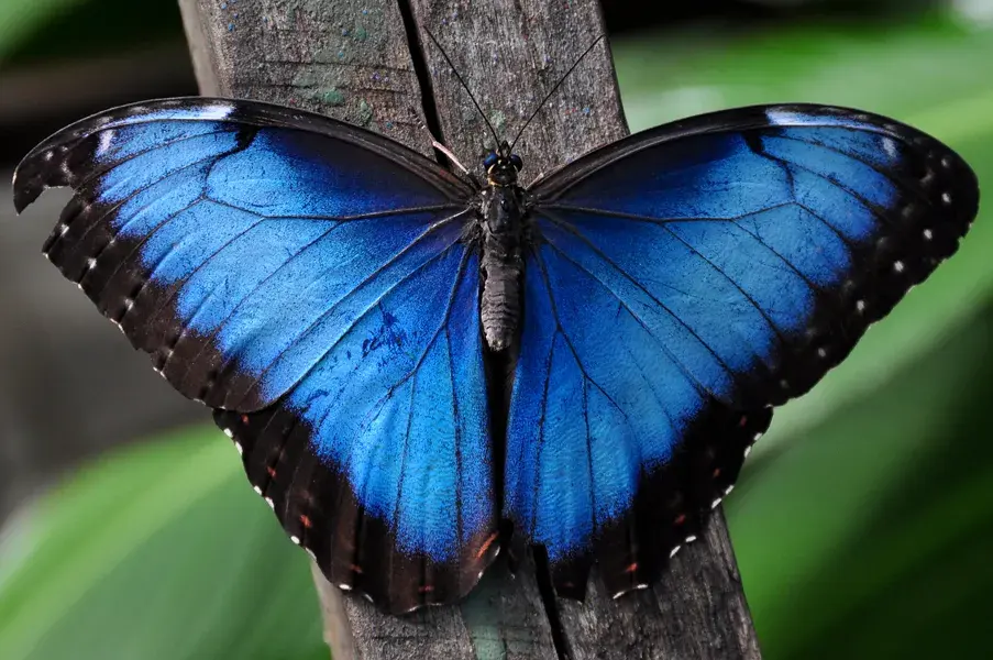 The science of being blue… the rarest of natural colors