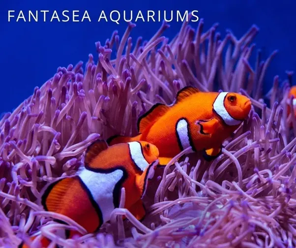Where Does A Clownfish Live?