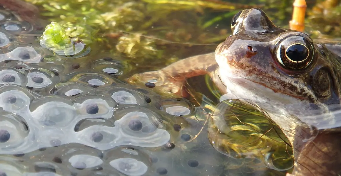 What happens to frogs and dragonflies when their pond disappears?