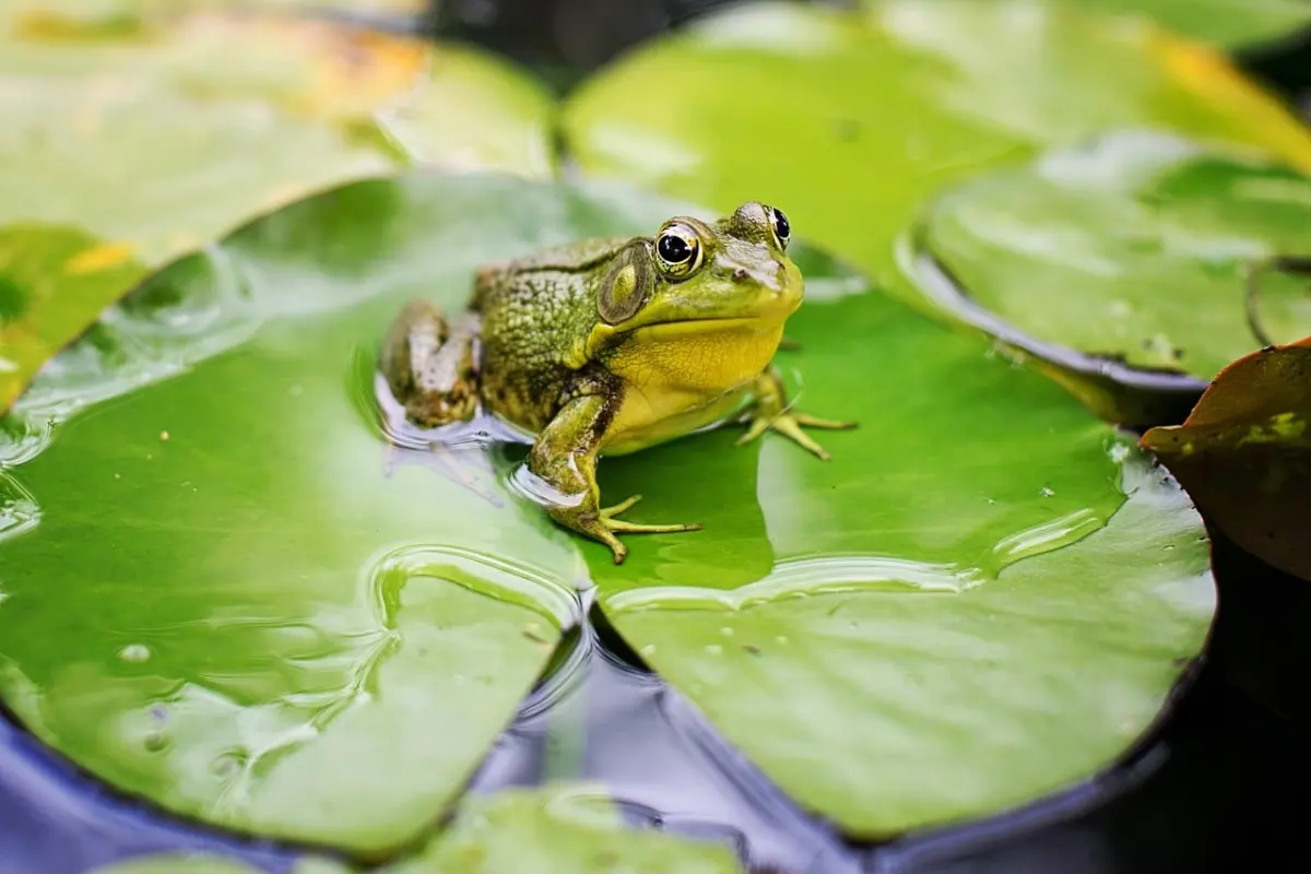 Why Must Amphibians Live Near Water?