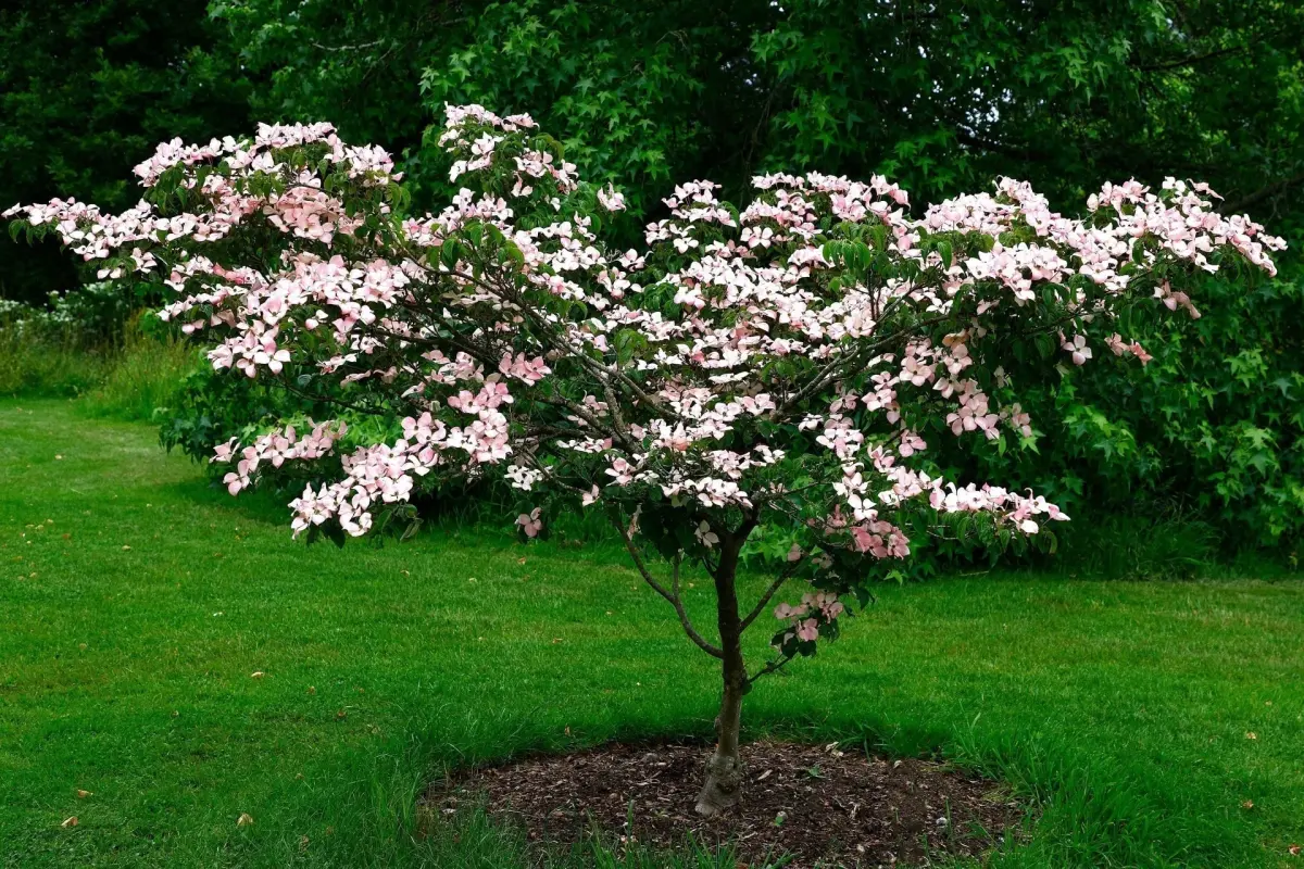 Shop Dogwood Tree Varieties and Care Essentials Today!