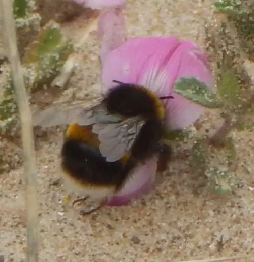 How Long Do Bees Live? Life Expectancy By Species And Colony Role