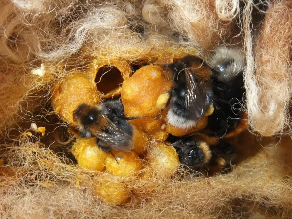 Bumblebees live — image 3