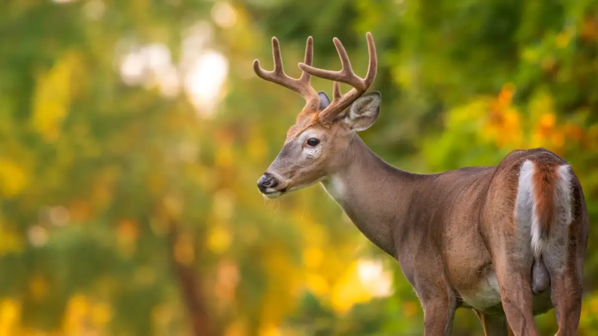 How Long Do Whitetail Deer Live?