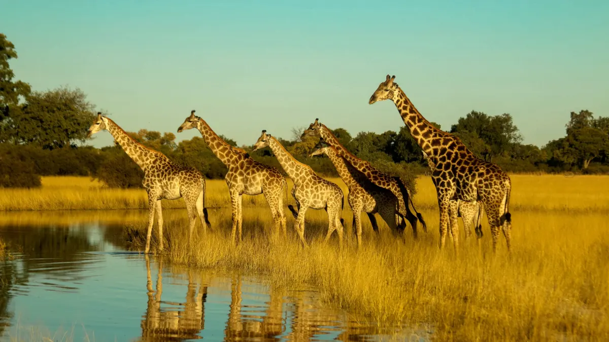 Top 5 Places to Spot Giraffes in Their Natural Habitat
