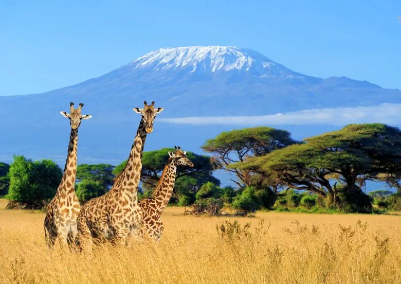 How Long Does A Giraffe Live?