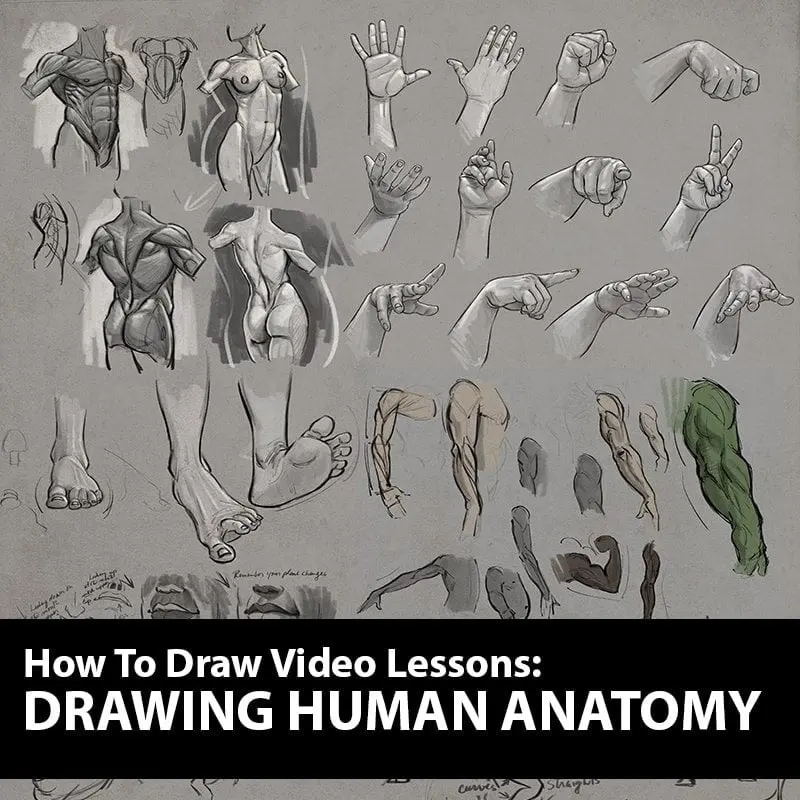How to Draw: Drawing Human Anatomy