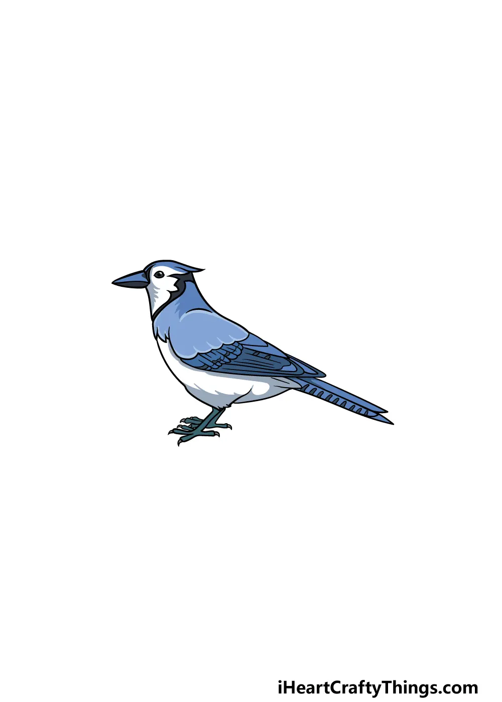 Blue Jay Drawing