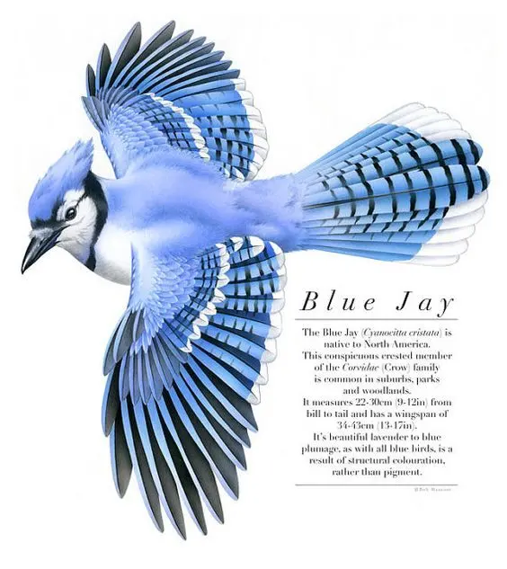 Bird illustration Blue Jay bird art print of by RobManciniImages, $35.00