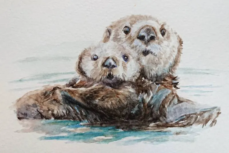 Otter drawings