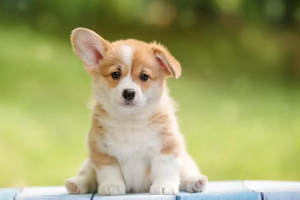Adorable Small Dog Names Perfect For Your Pup