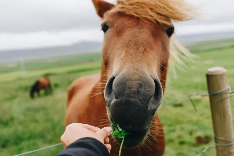Horses Diet In The Wild