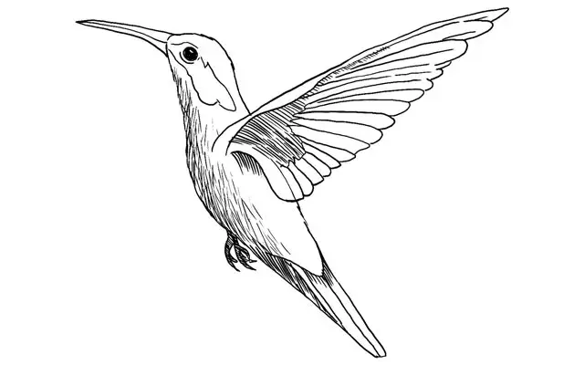 How to Draw a Hummingbird