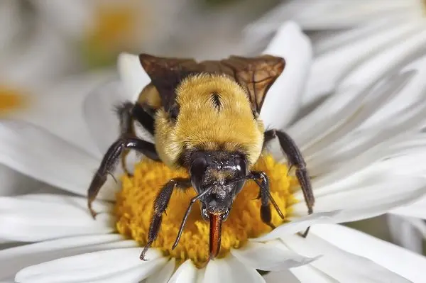 Bumblebees eat — image 2