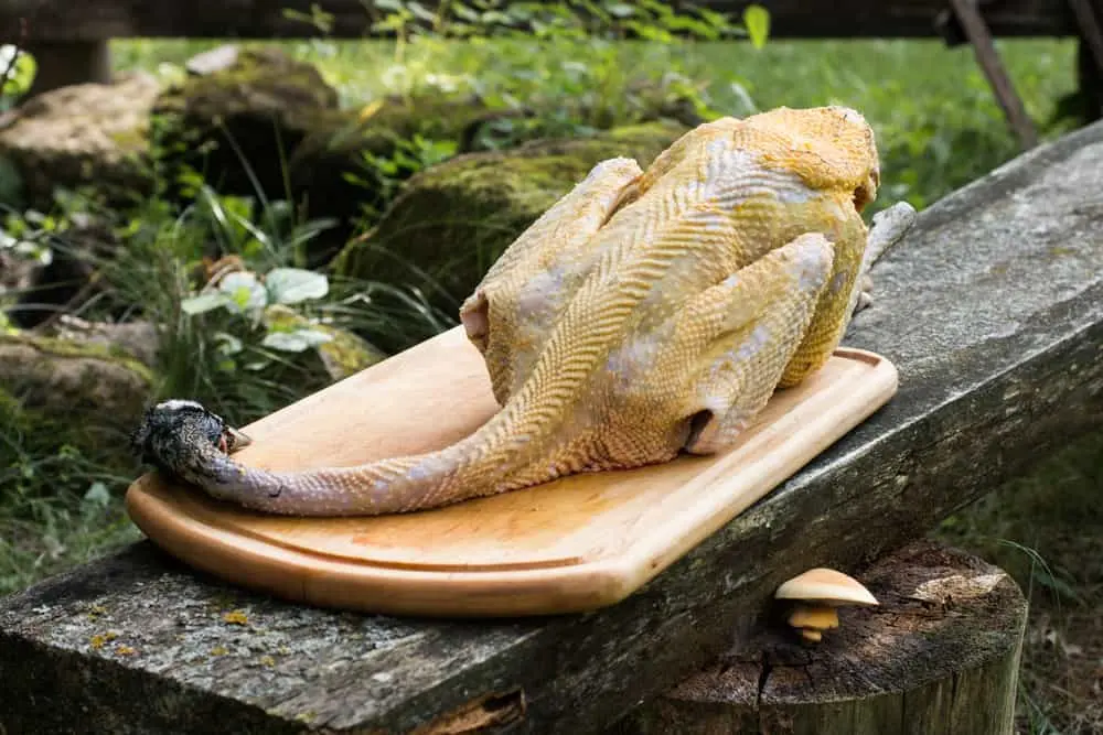 What do peacocks eat