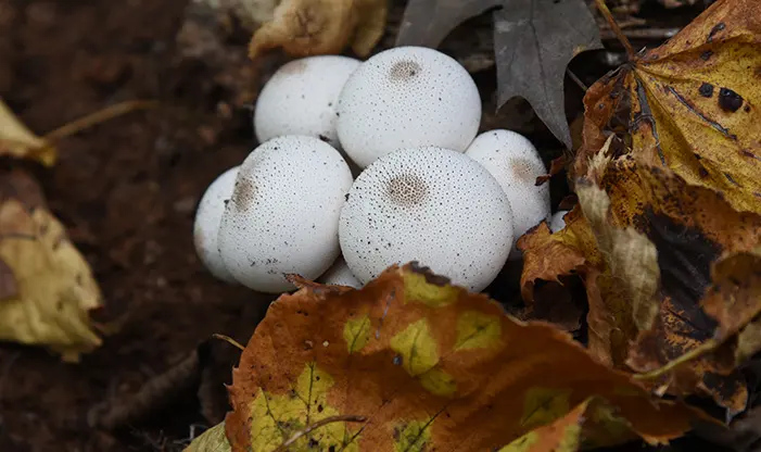Fungus — image 2