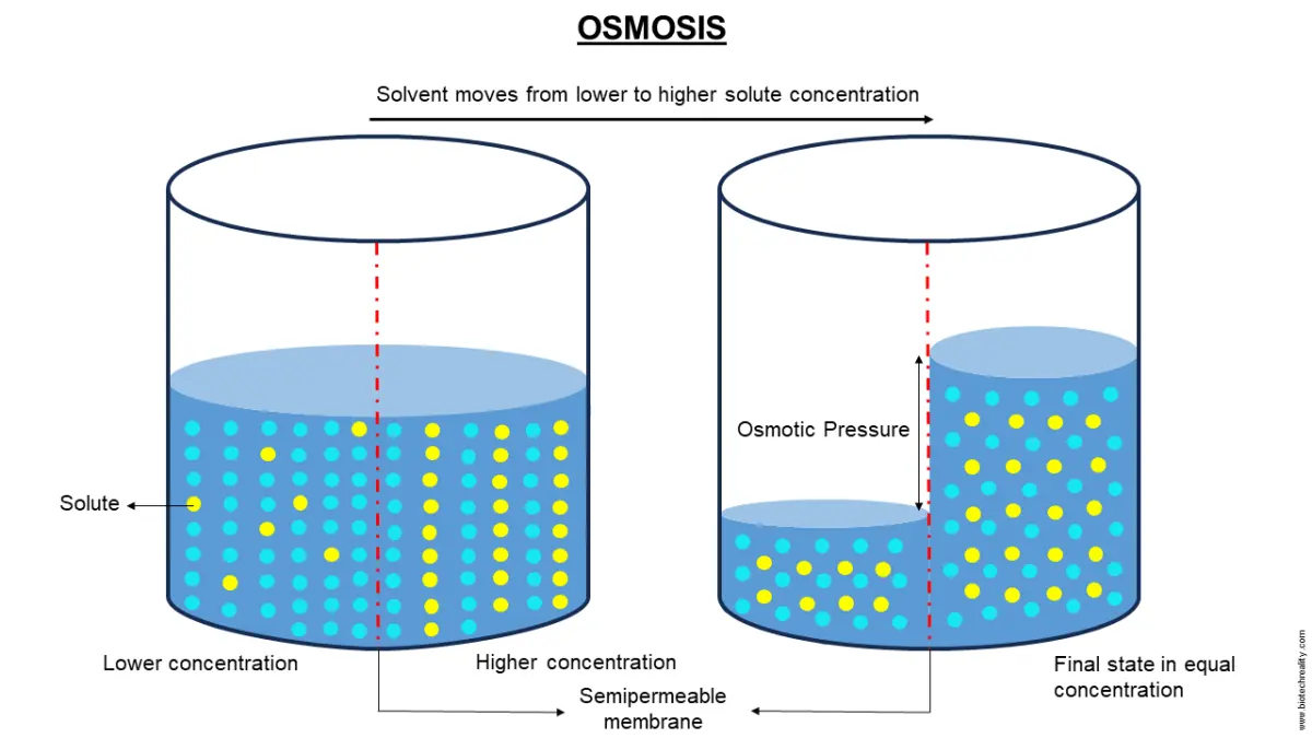 Osmosis