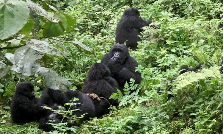Do Gorillas Live in Africa?