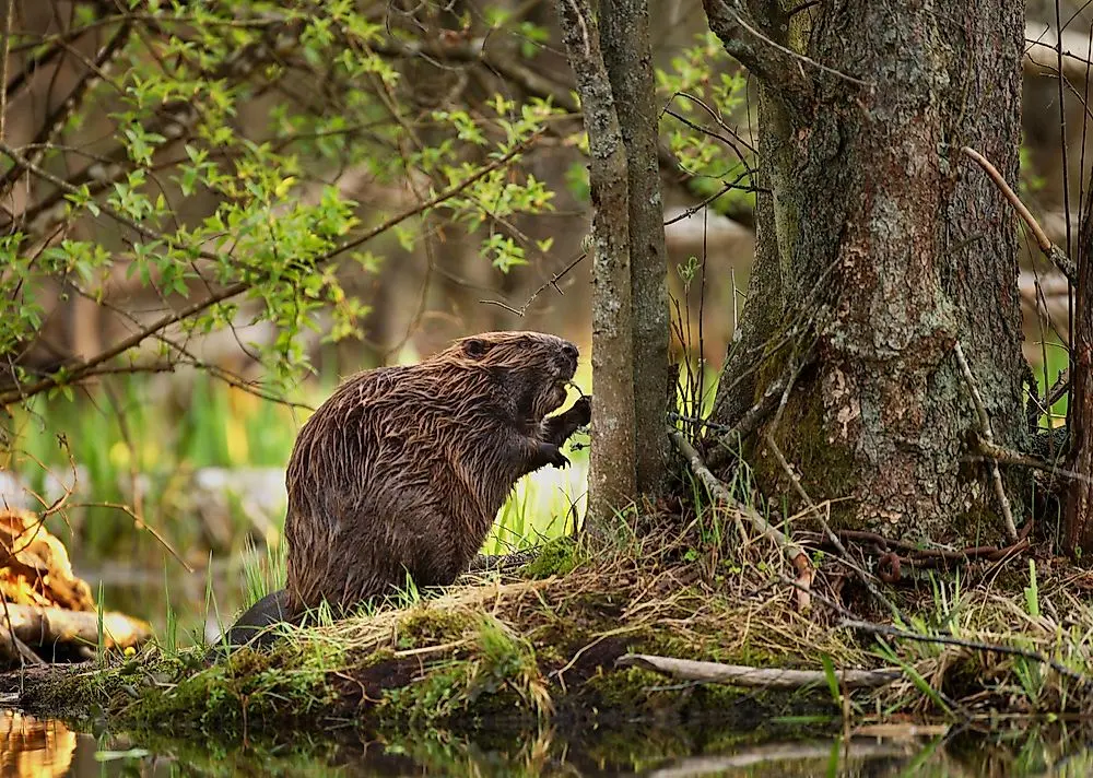 Where Do Beavers Live?