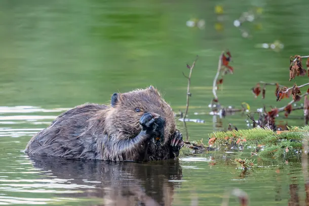 Living on Earth: Saltwater Beavers Bring Life Back to Estuaries