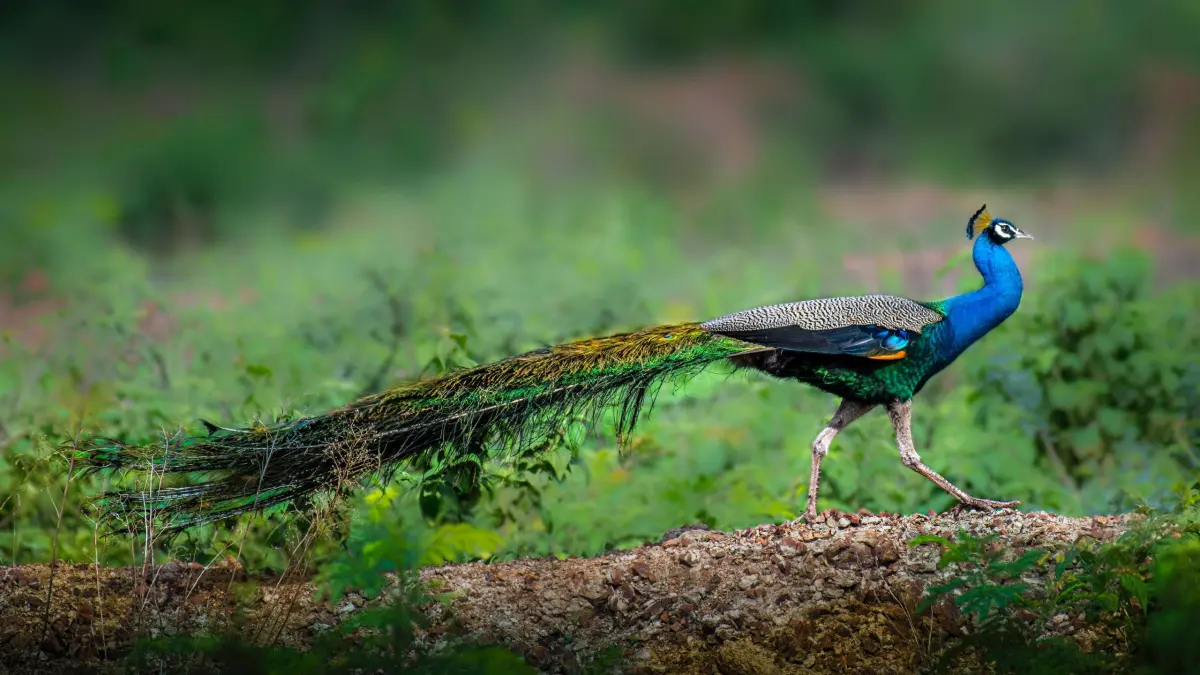 Peacocks live — image 2