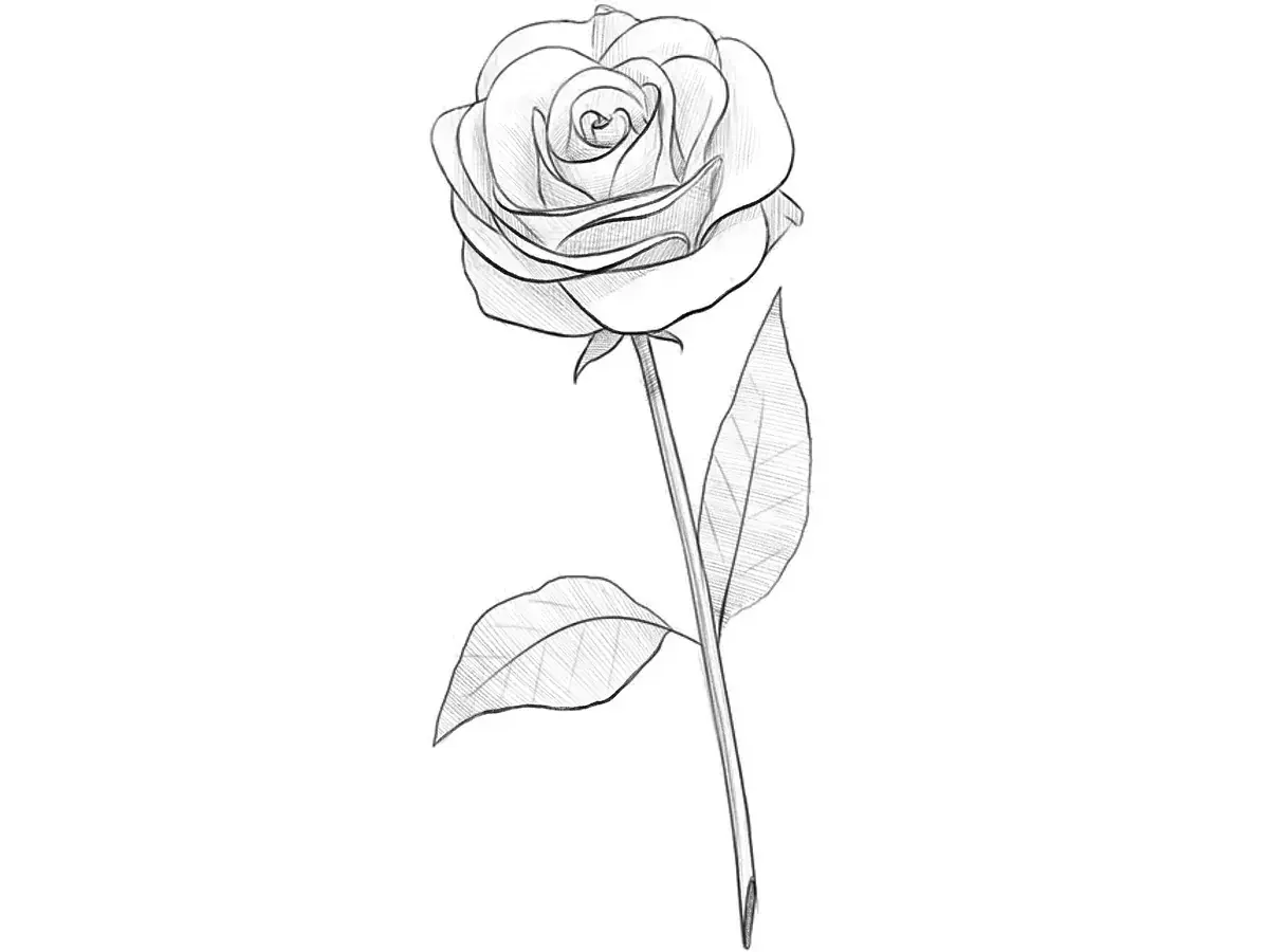 How to Draw a Rose
