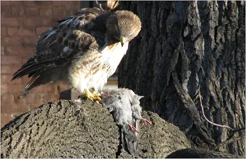 Hawks eat — image 2