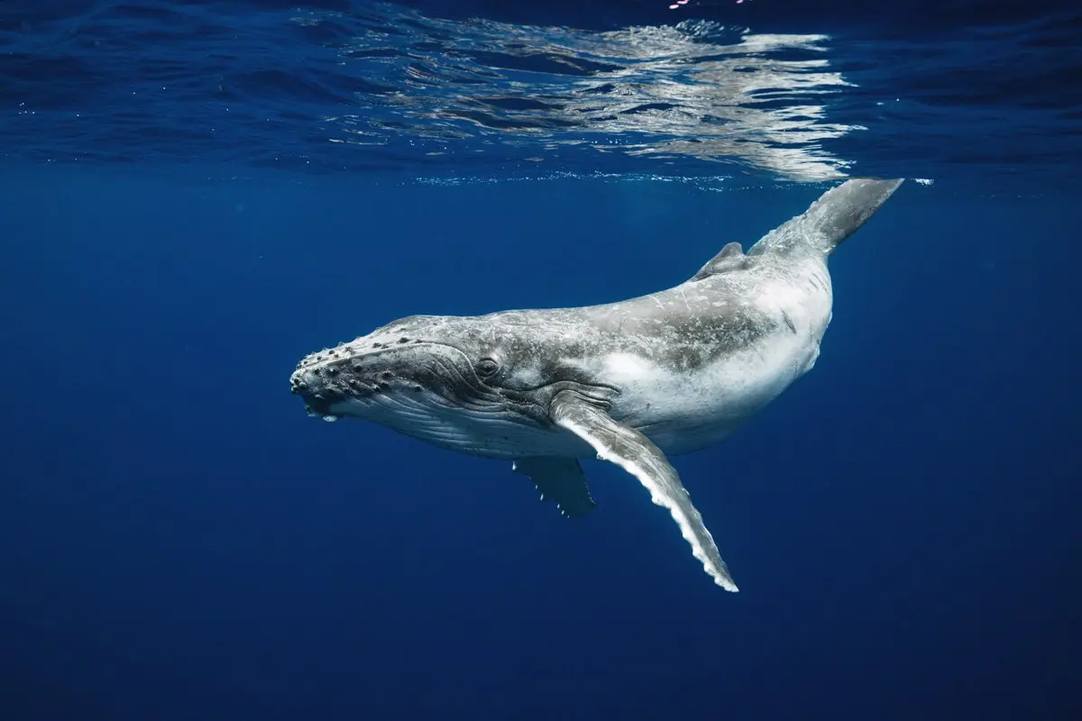 What Does a Humpback Whale Look Like? My Encounters Up Close