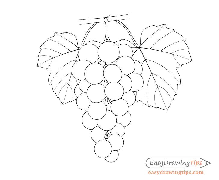 How to Draw Grapes Step by Step Tutorial