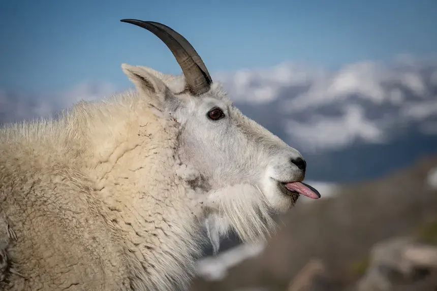 Keeping Wildlife Wild: Mountain Goats