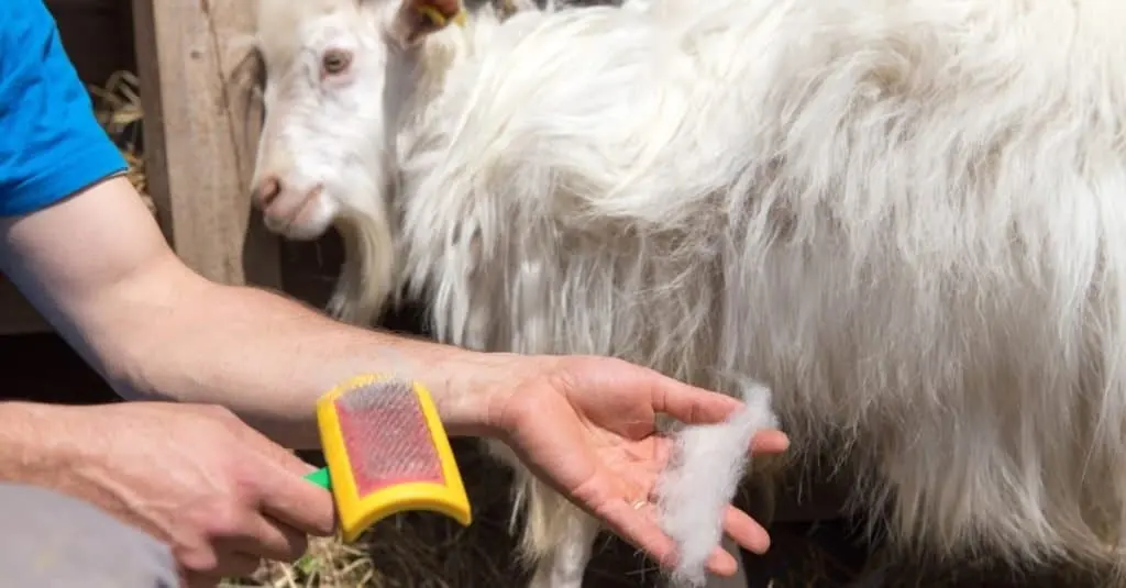 What Do Mountain Goats Eat? Their Diet Explained