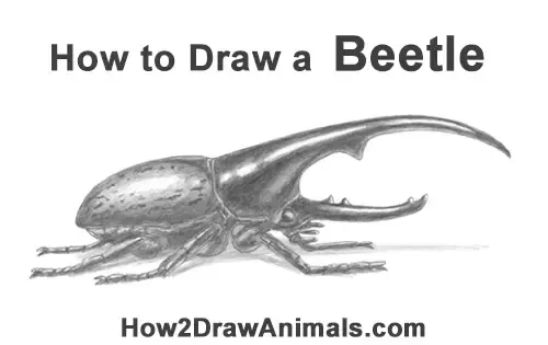 How to Draw a Beetle (Hercules / Rhinoceros) VIDEO & Step-by-Step