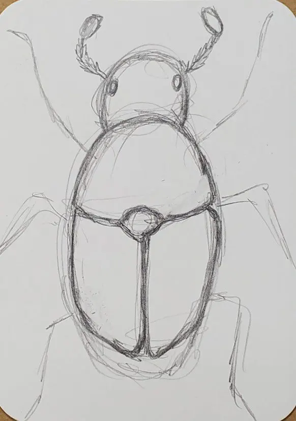 How to Draw a Beetle
