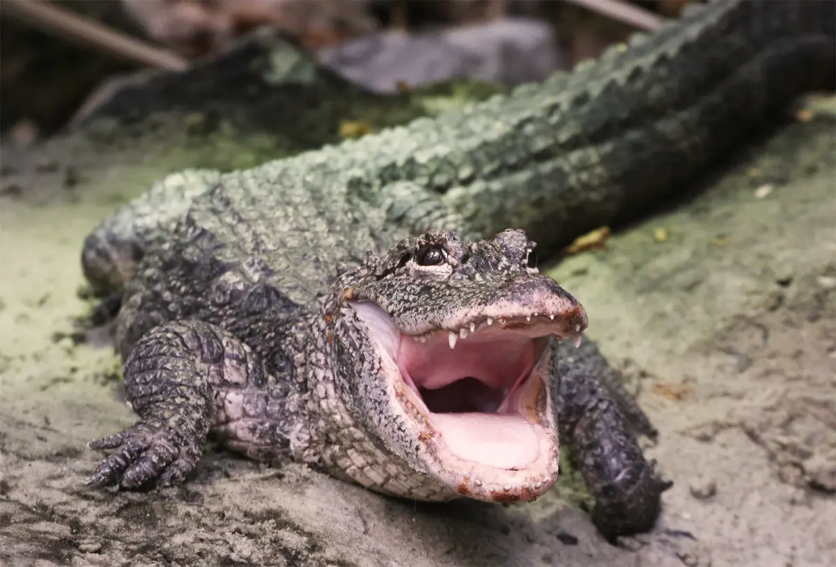 How Long Can Alligators Live?
