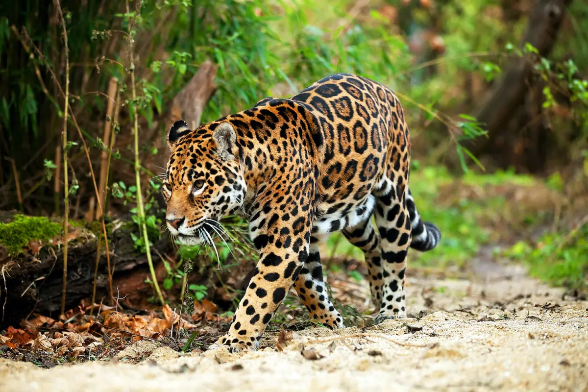 What is the difference between a jaguar and a leopard