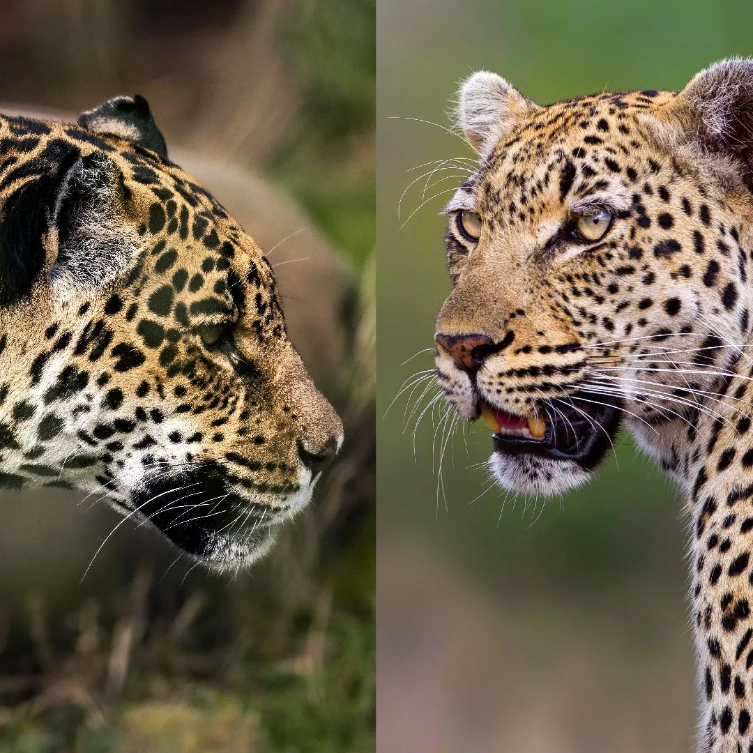 What's the difference between a leopard and a jaguar?