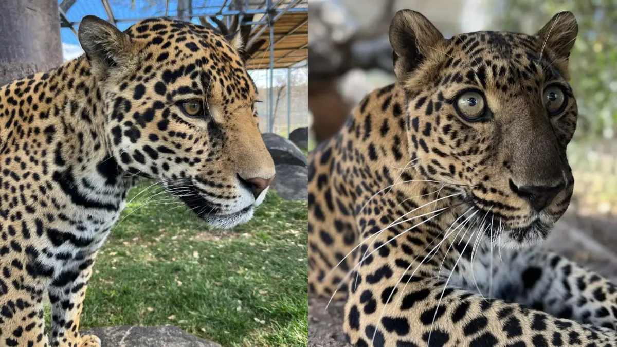 Jaguar vs Leopard? Size, Spots & Where They Live
