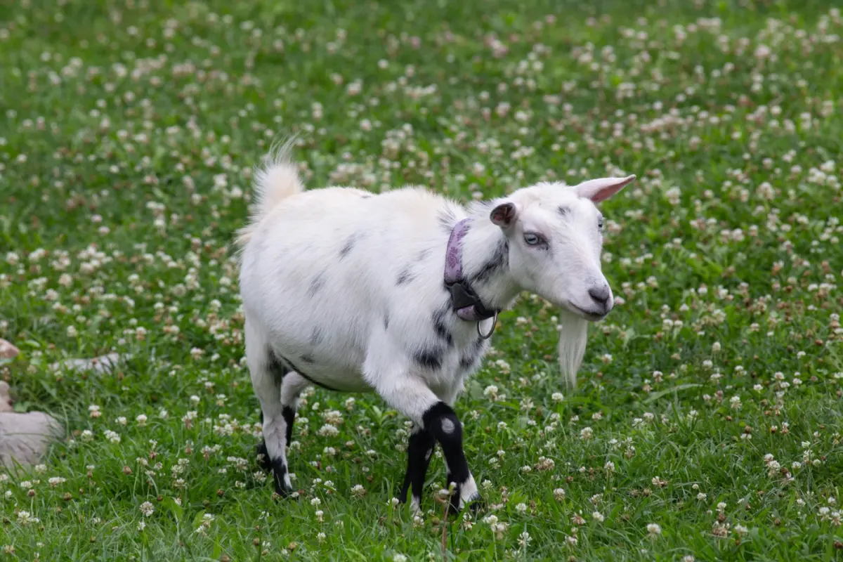 Goats live — image 2