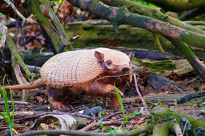 What Do Armadillos Eat?