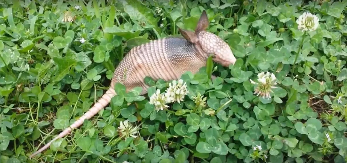 Armadillos eat — image 3